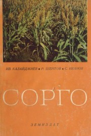 Сорго